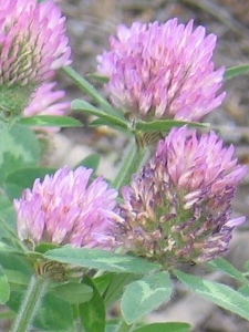 Trifolium pratense